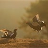 Black grouse Tetrao tetrix, two males leking, Scotland, April